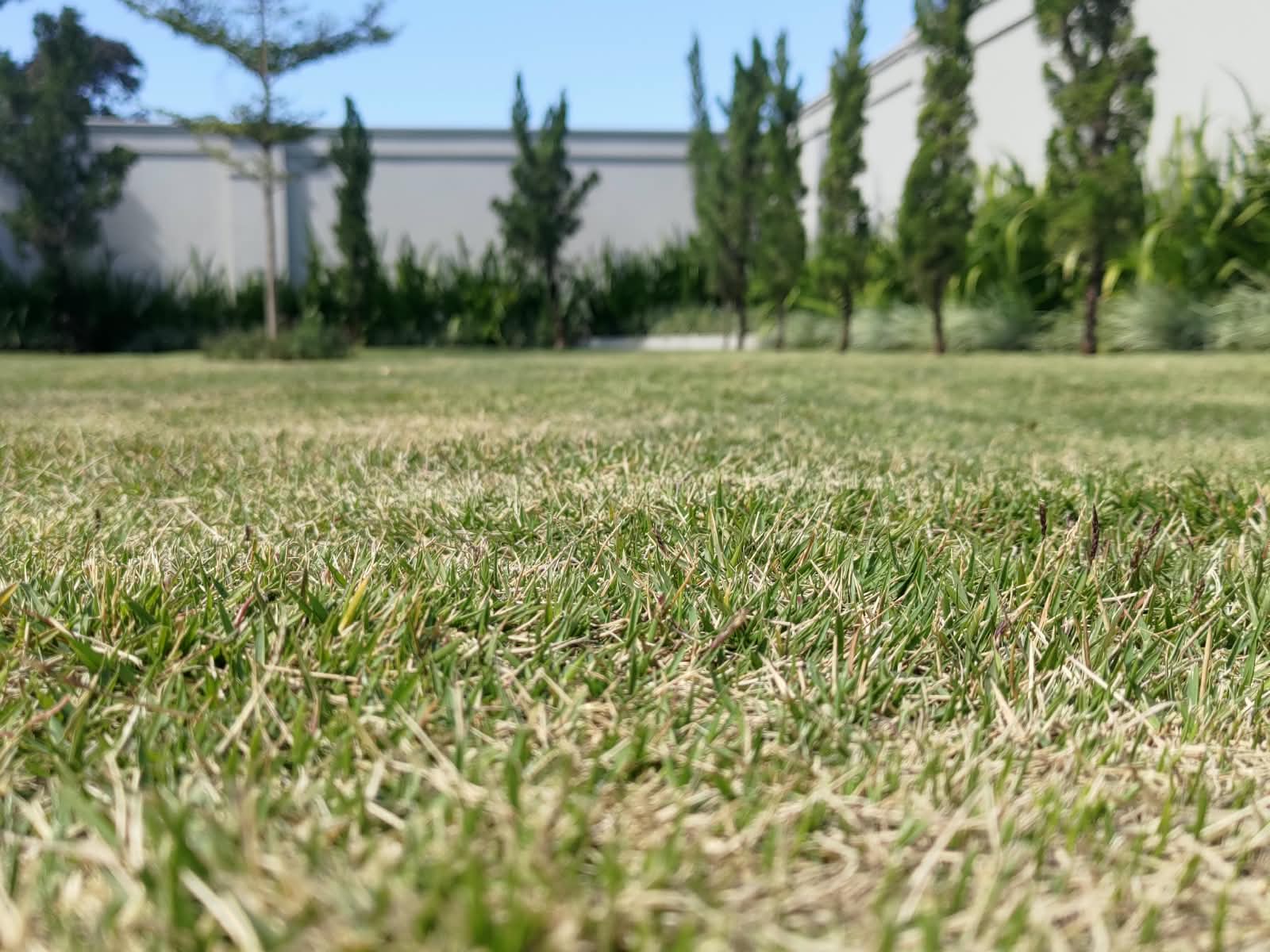 Detalhe do enraizamento e densidade do gramado